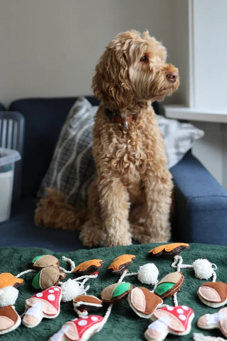 Sandy with my handmade fall garland Labradoodle sit on the coach with my handmade fall garland